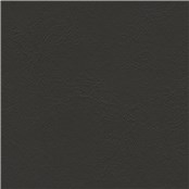 Sightsee_Black_Swan