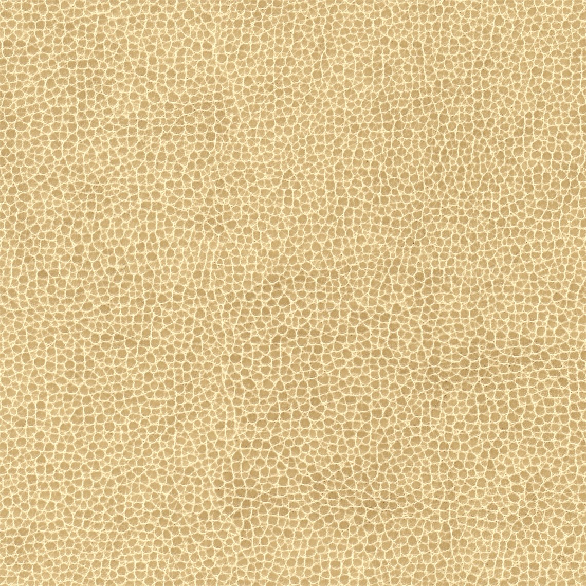 Animal_Cheetah