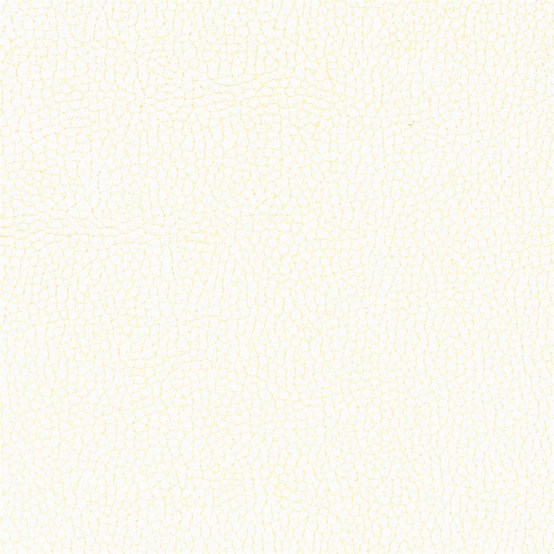 Animal_Polar_Bear