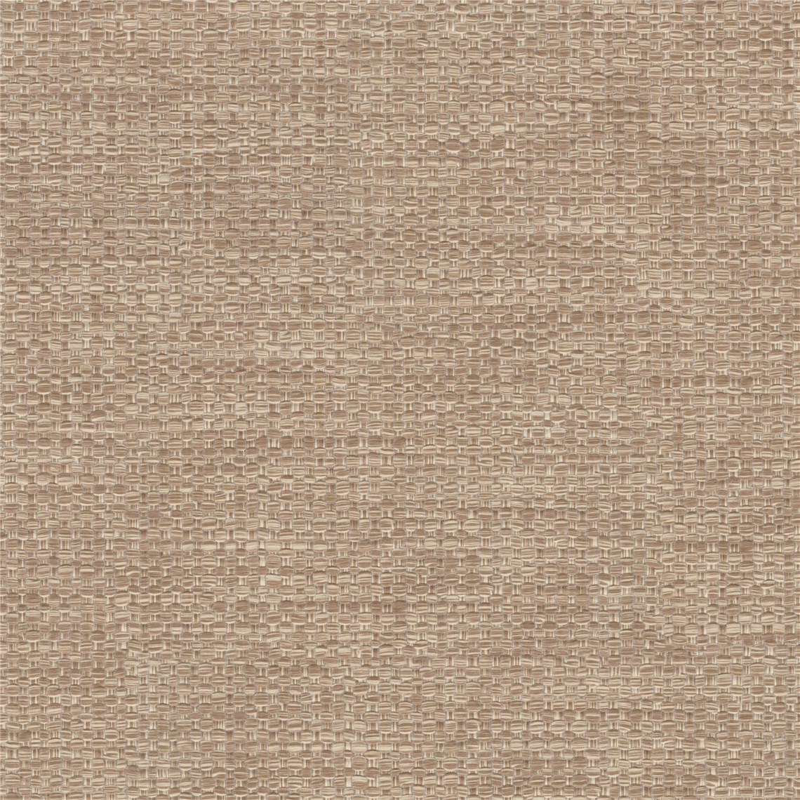 Calamus_Fawn