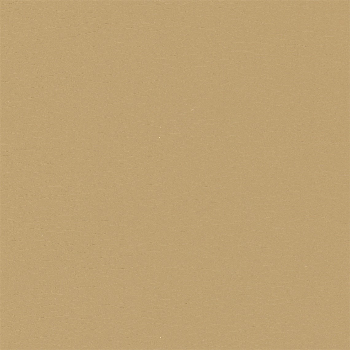 Calf_Beachnut