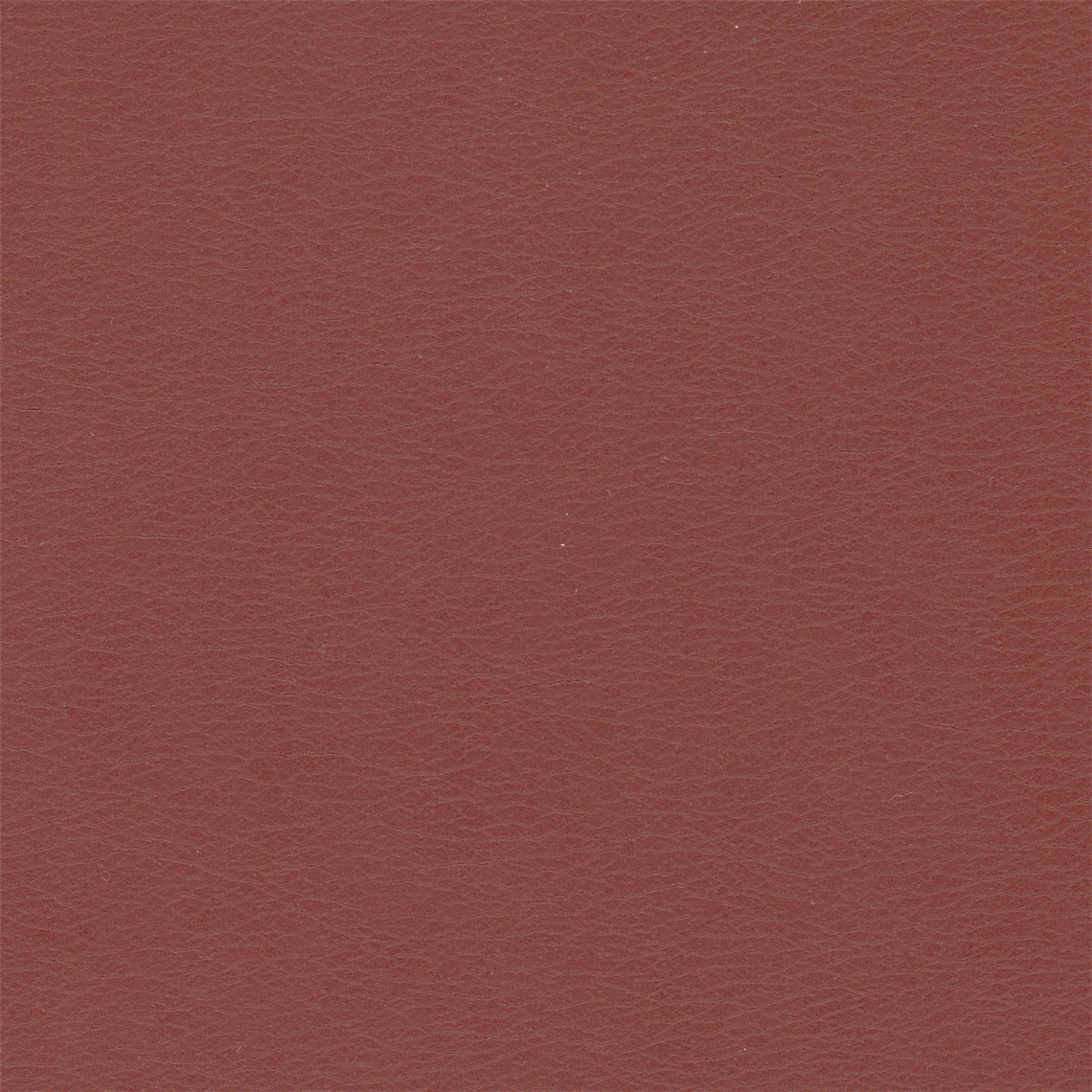 Calf_Oxblood