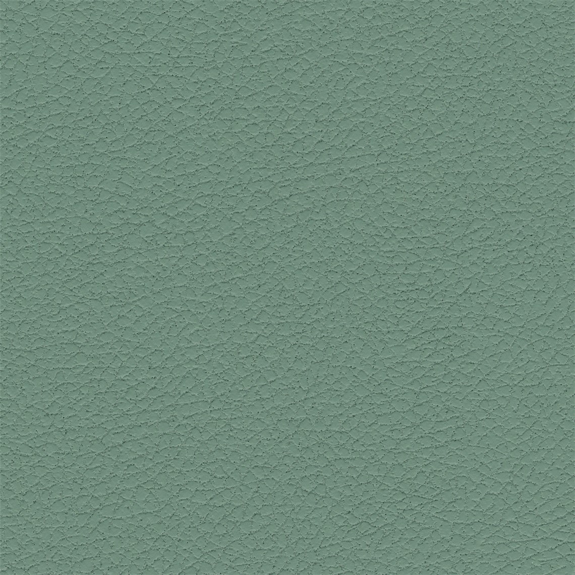 Pelle_Lambs_Ear
