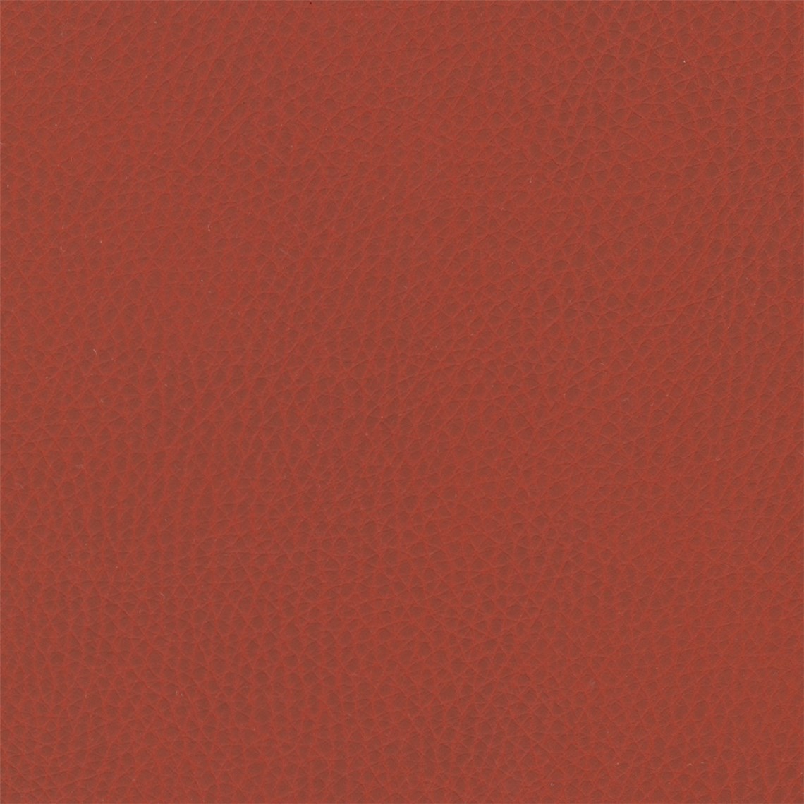 Sunnyvale_Madrone