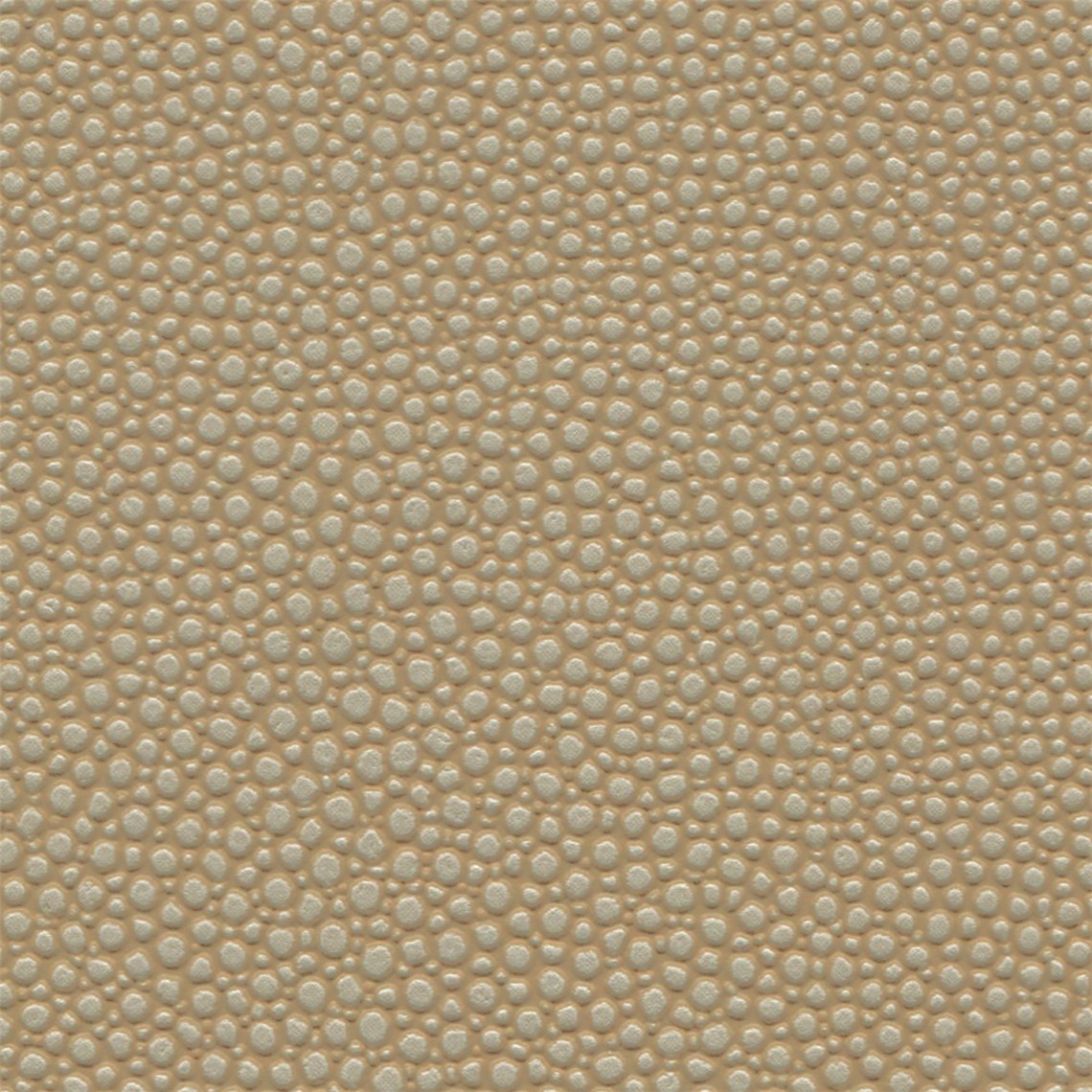 Tampa_Bay_Fawn