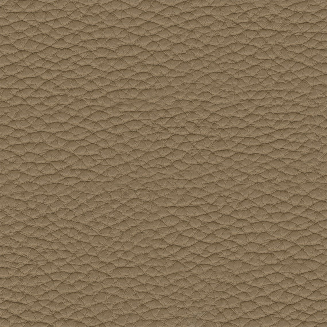 Thoroughbred_Clay
