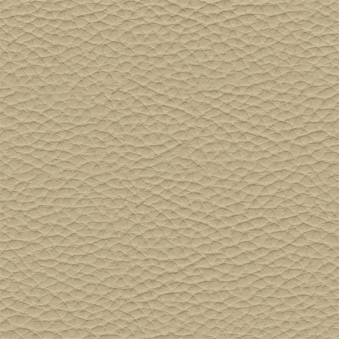 Thoroughbred_Vellum
