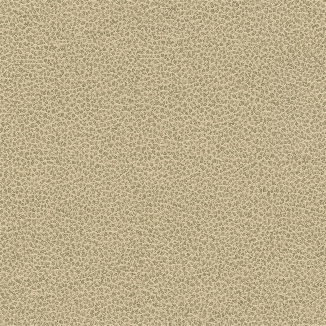 Tuatara_Tortilla