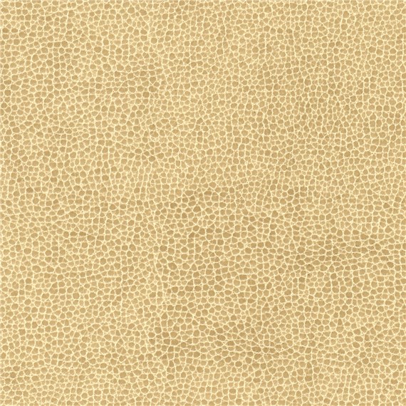 Animal_Cheetah