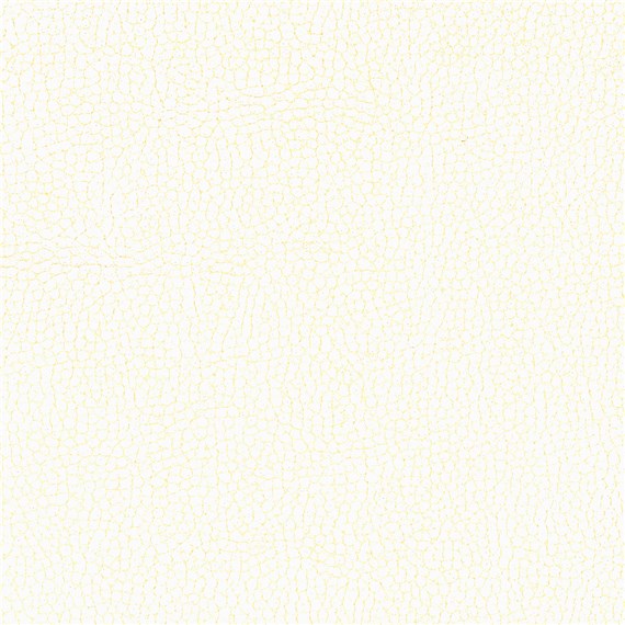 Animal_Polar_Bear
