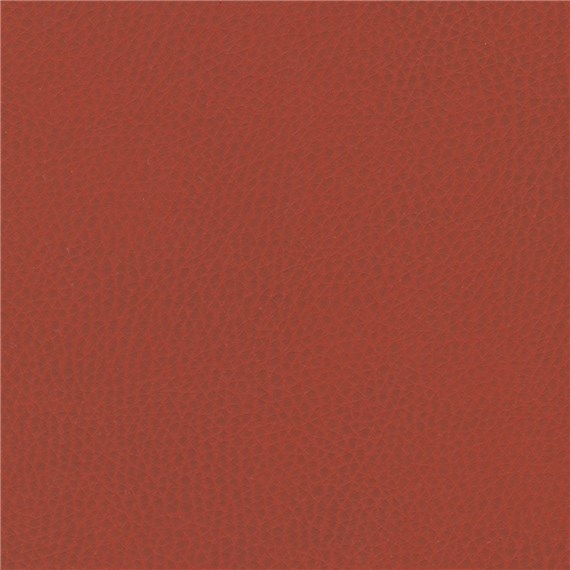 Sunnyvale_Madrone