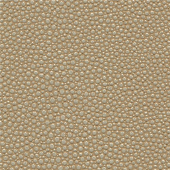 Tampa_Bay_Fawn